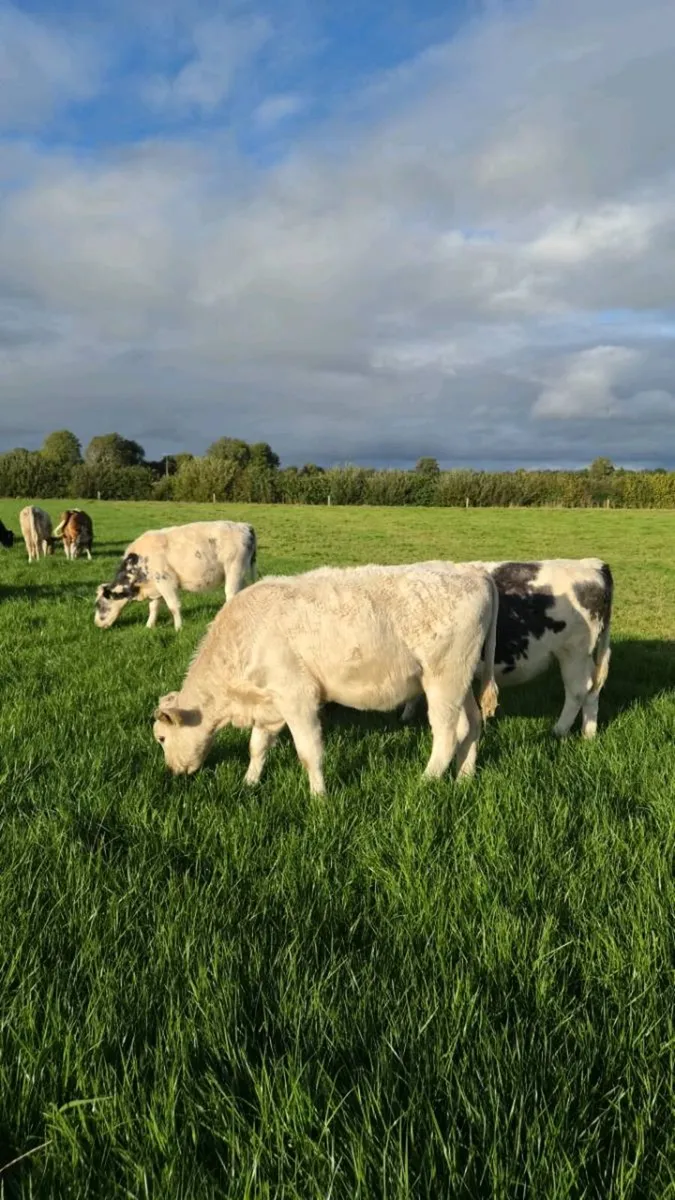 Heifer Weanlings - Image 2