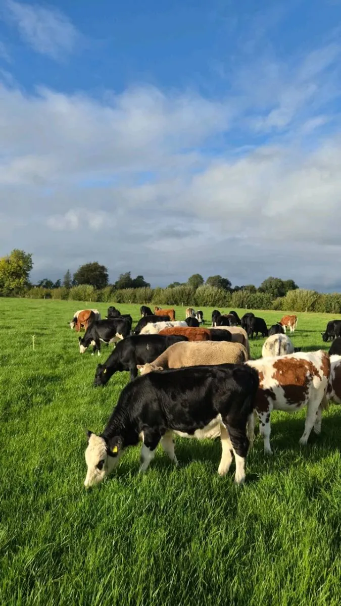 Heifer Weanlings - Image 3