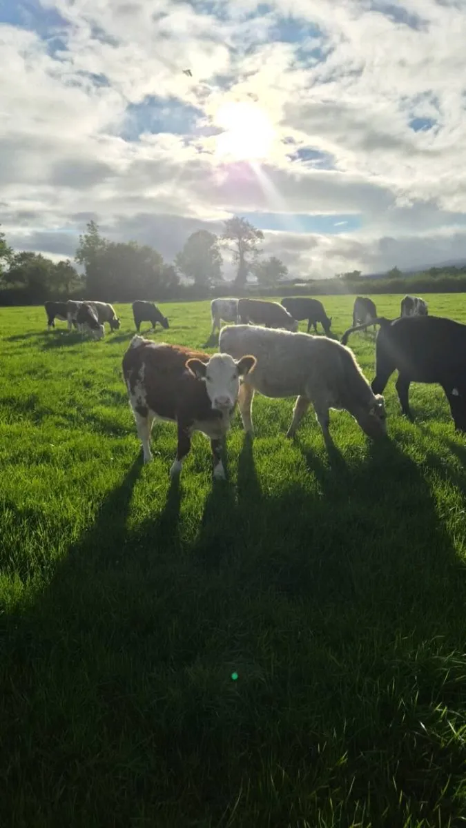 Heifer Weanlings - Image 4