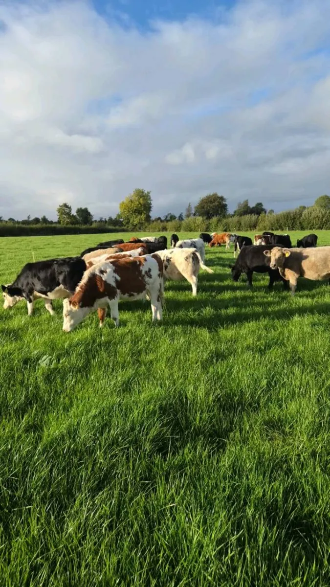 Heifer Weanlings - Image 1