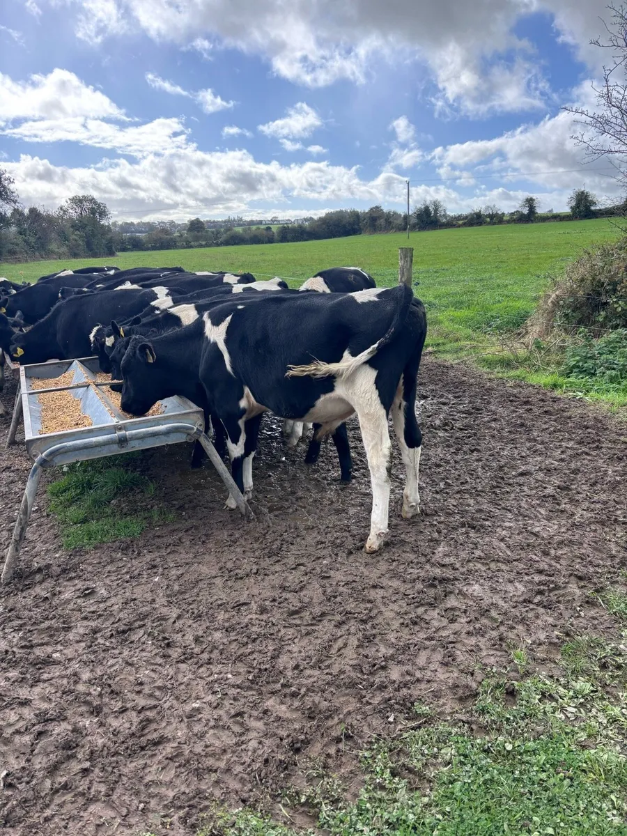Friesian bull calves - Image 2