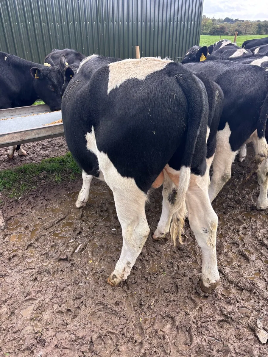 Friesian bull calves - Image 1