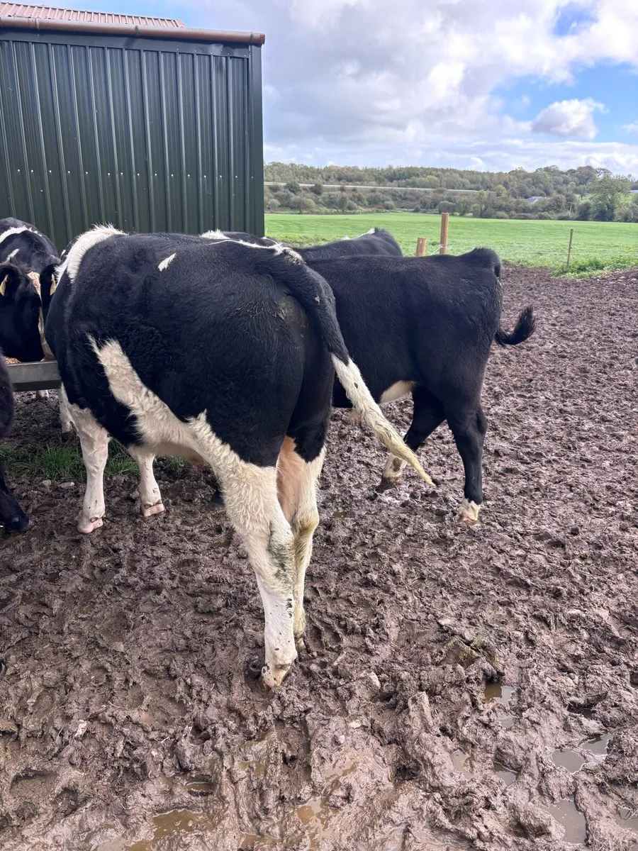 Friesian bull calves - Image 3