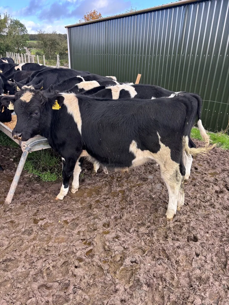 Friesian bull calves - Image 4