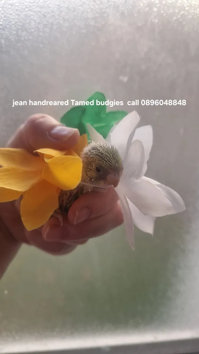 Jeans  handreared and tamed   budgies