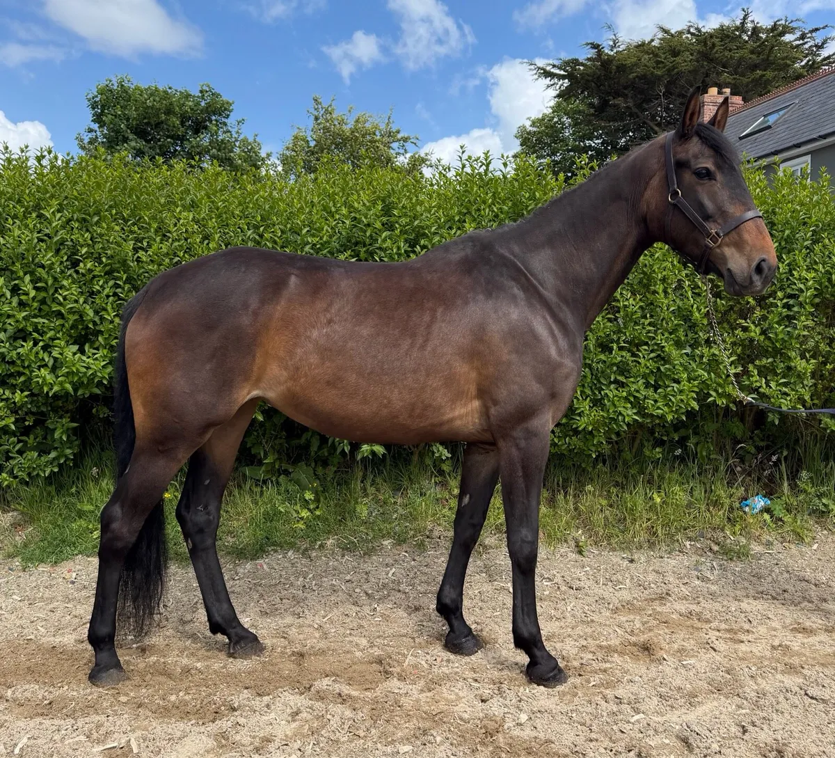 7yr old Irish Sport Horse - Image 4