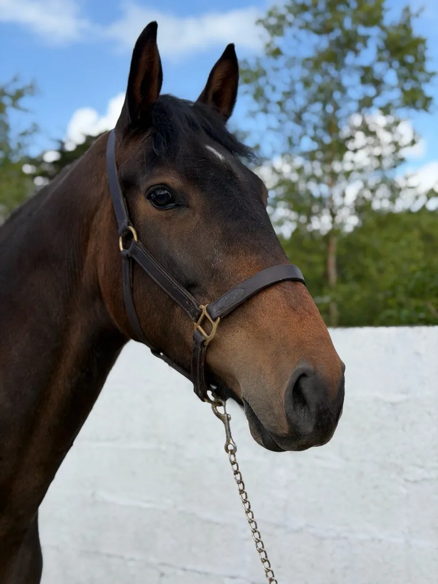 7yr old Irish Sport Horse - Image 1