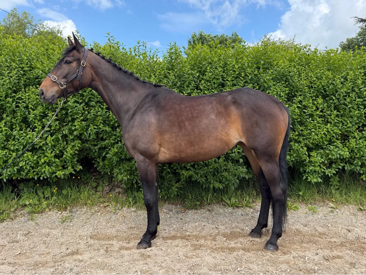 7yr old Irish Sport Horse - Image 3