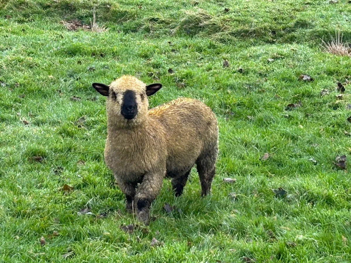 Hampshire Down - Image 4