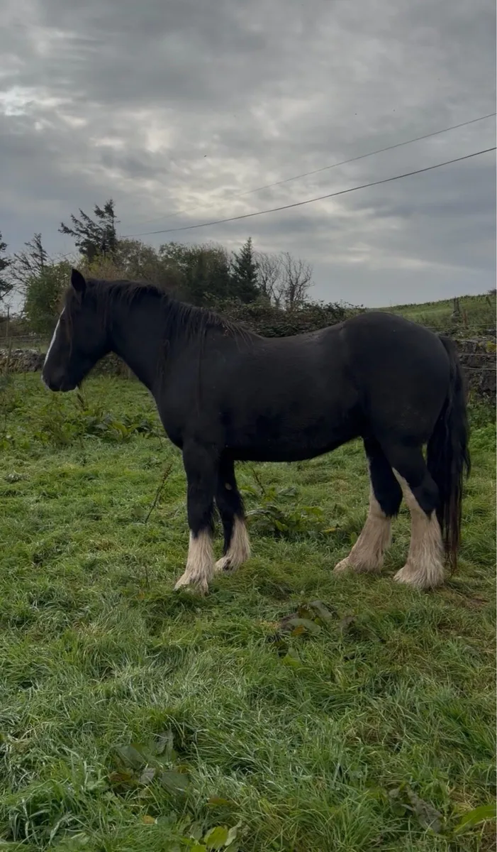 15 hh Cob Gelding - Image 1
