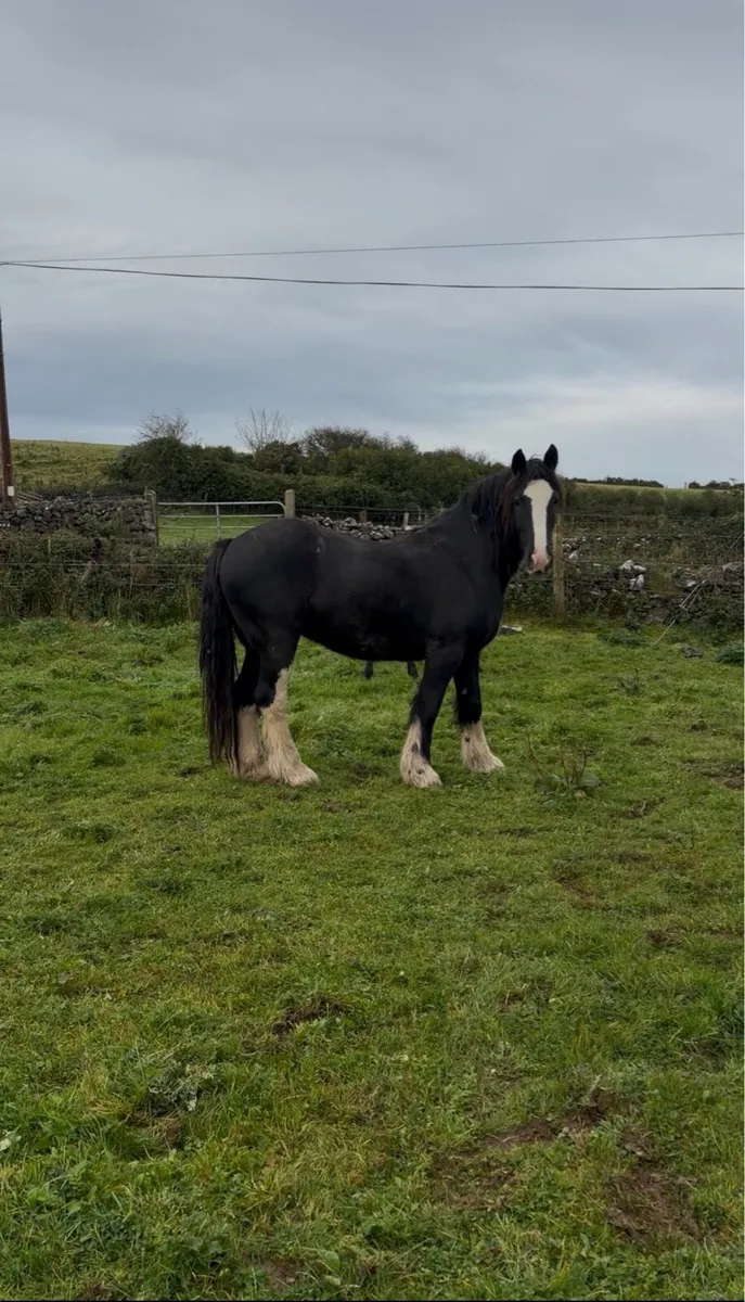 15 hh Cob Gelding - Image 2