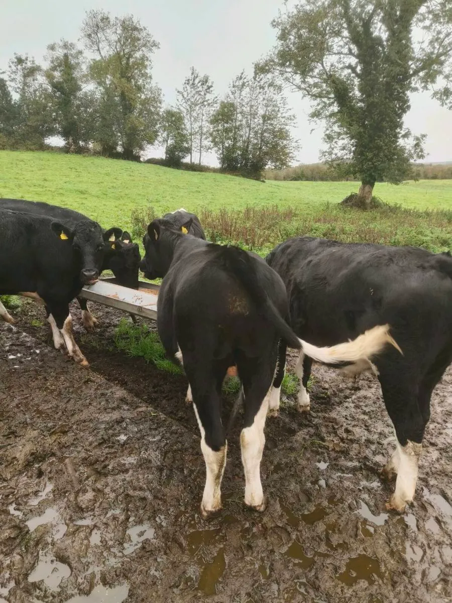 5 Bullocks - Image 1