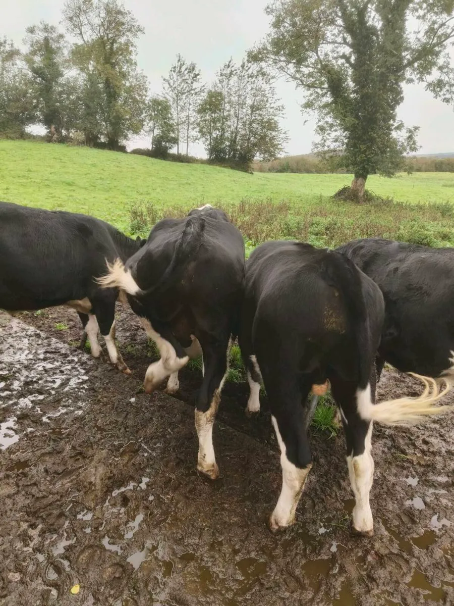 5 Bullocks - Image 2