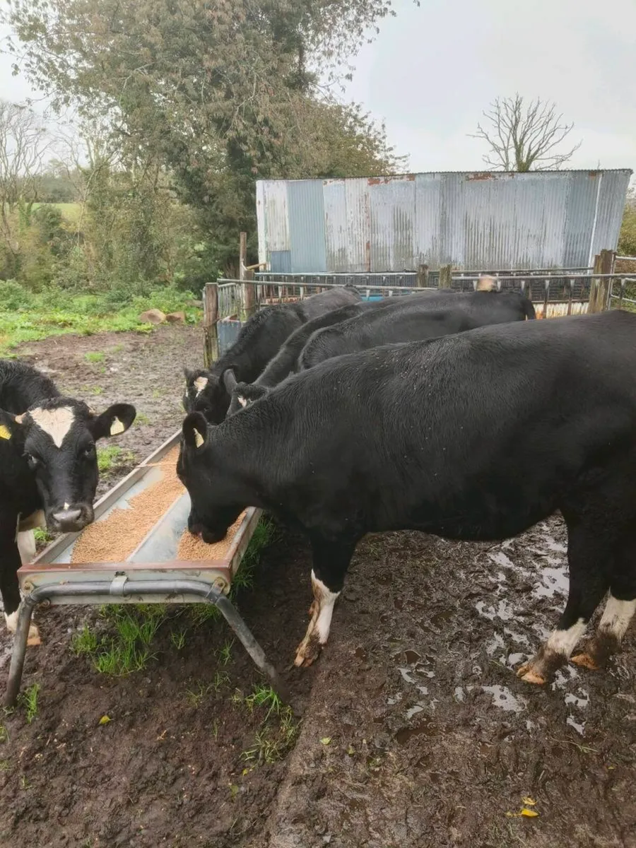 5 Bullocks - Image 3