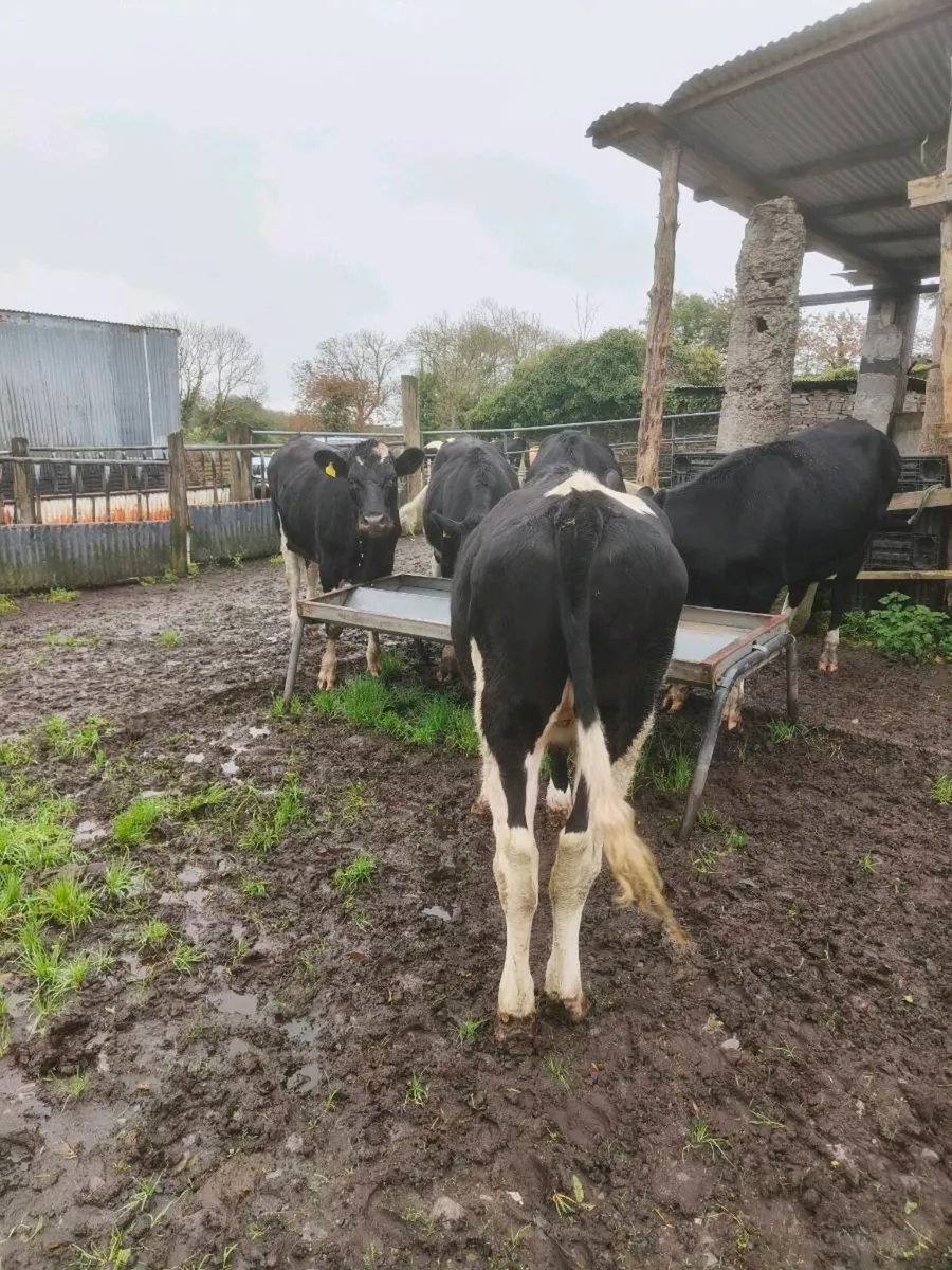 5 Bullocks - Image 4