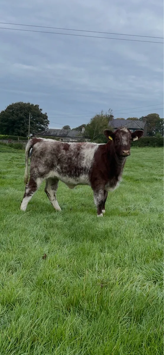 Beef Shorthorn heifer pedigree registered - Image 1