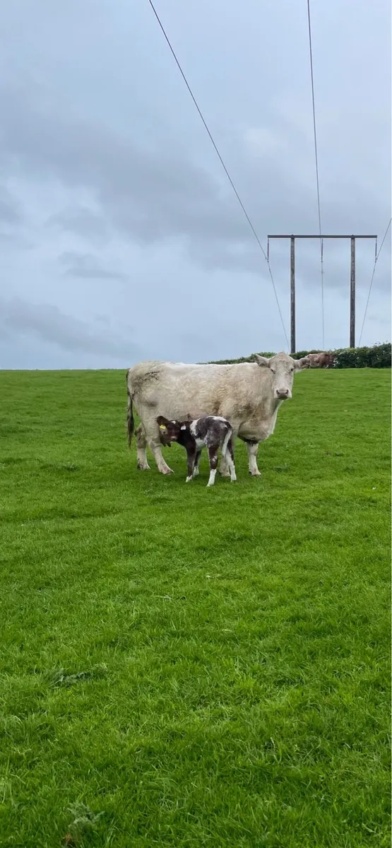 Beef Shorthorn heifer pedigree registered - Image 3