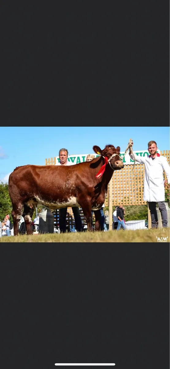 Beef Shorthorn heifer pedigree registered - Image 4