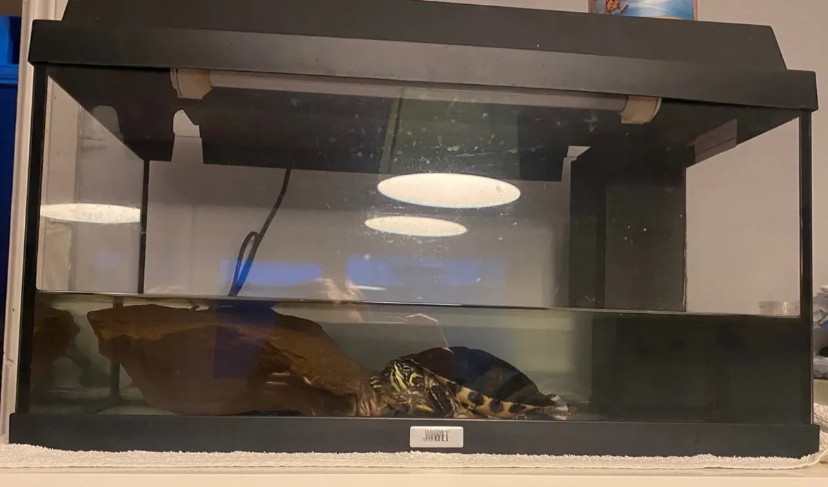 Turtle