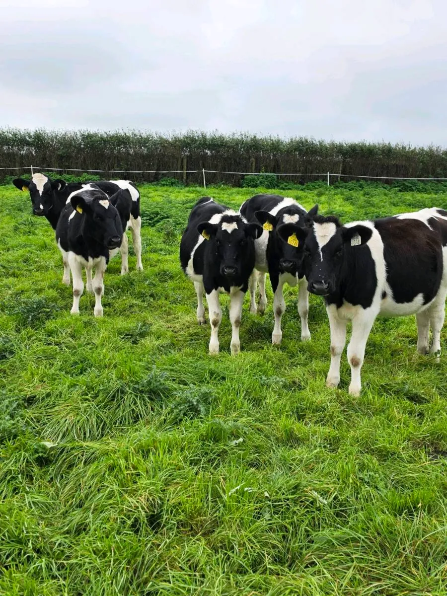 Purebred registered Febuary/March friesian heifers - Image 1
