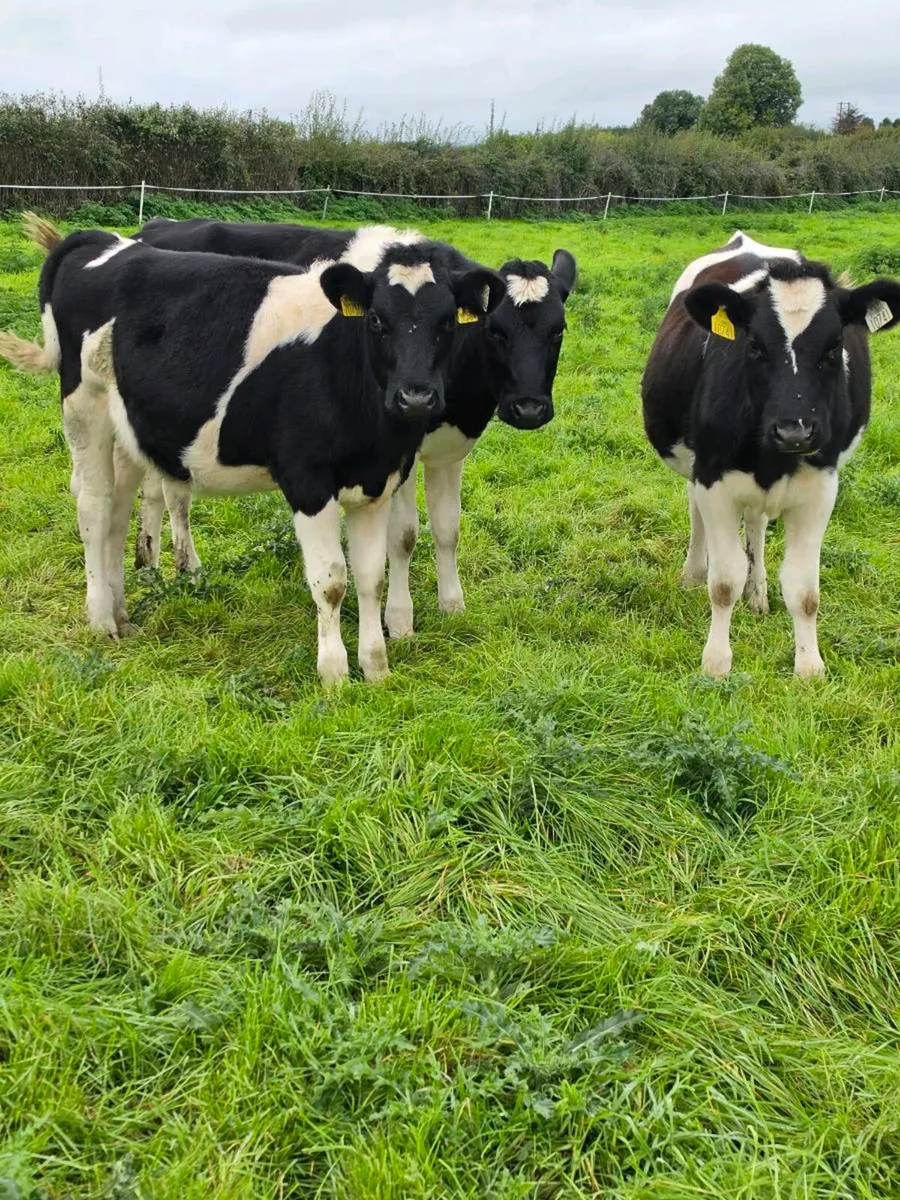 Purebred registered Febuary/March friesian heifers - Image 2