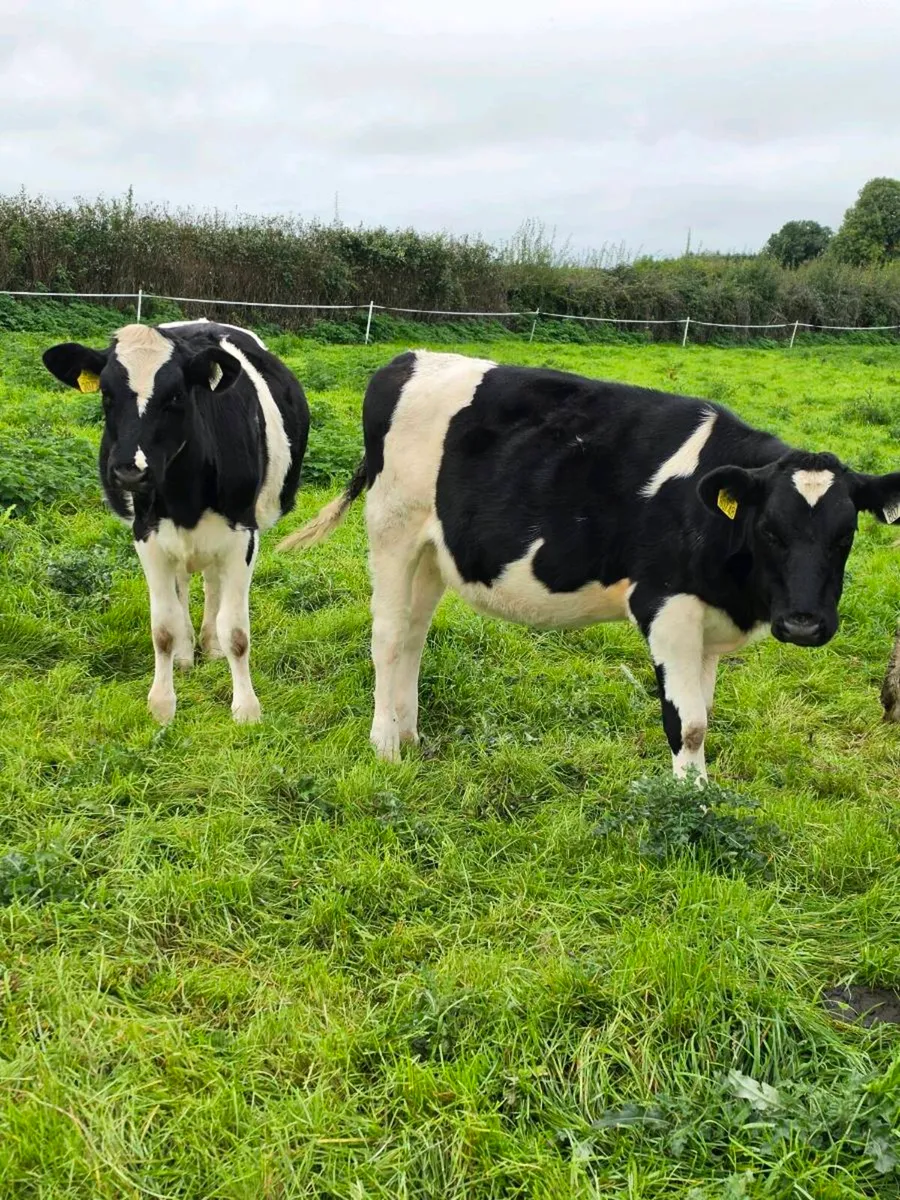 Purebred registered Febuary/March friesian heifers - Image 3