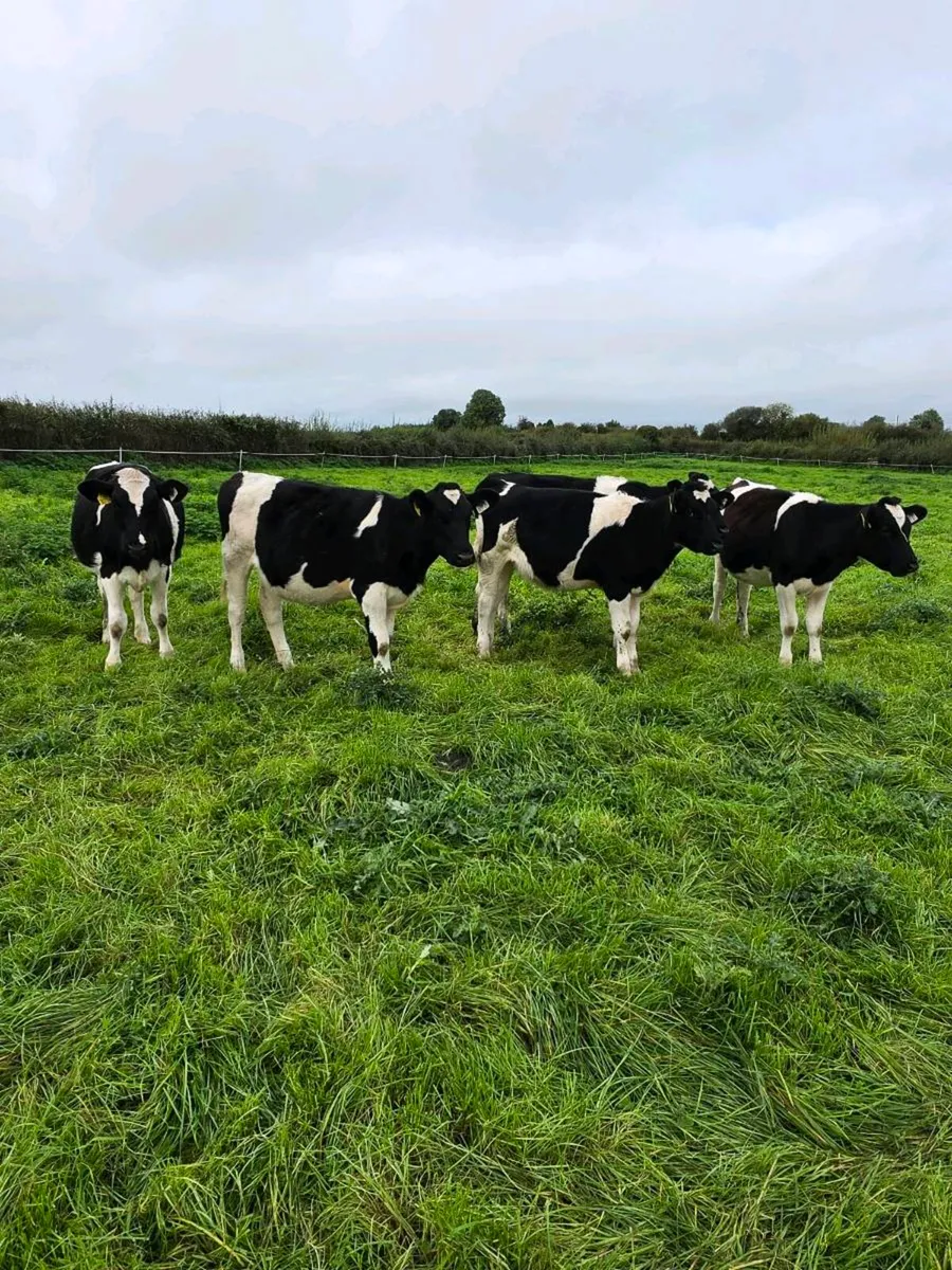 Purebred registered Febuary/March friesian heifers - Image 4