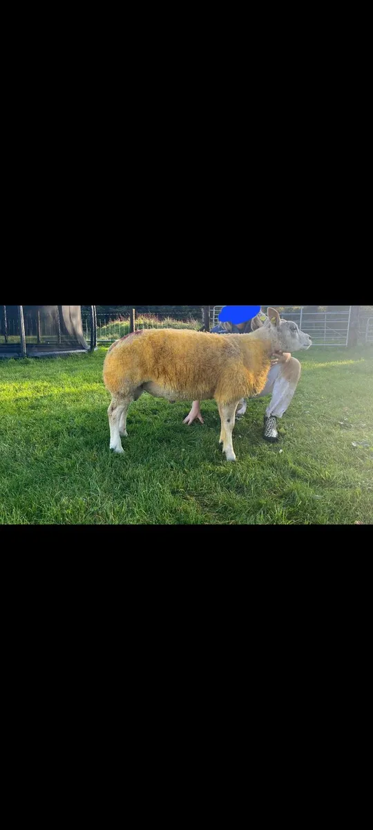 Excellent 5 ☆ Pedigree Beltex Ram lamb SIS aproved - Image 1