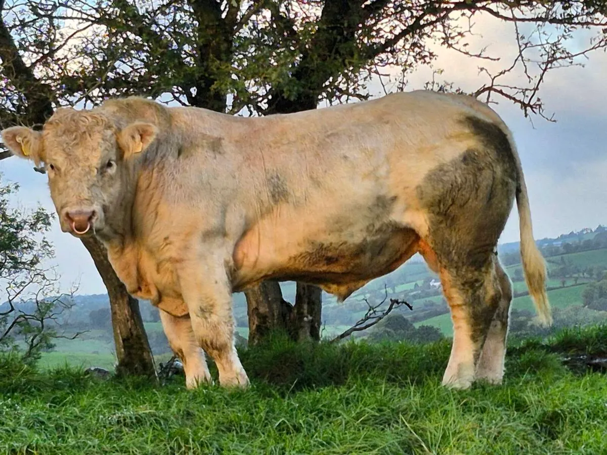 Selection of Top Quality Charolais bulls - Image 1