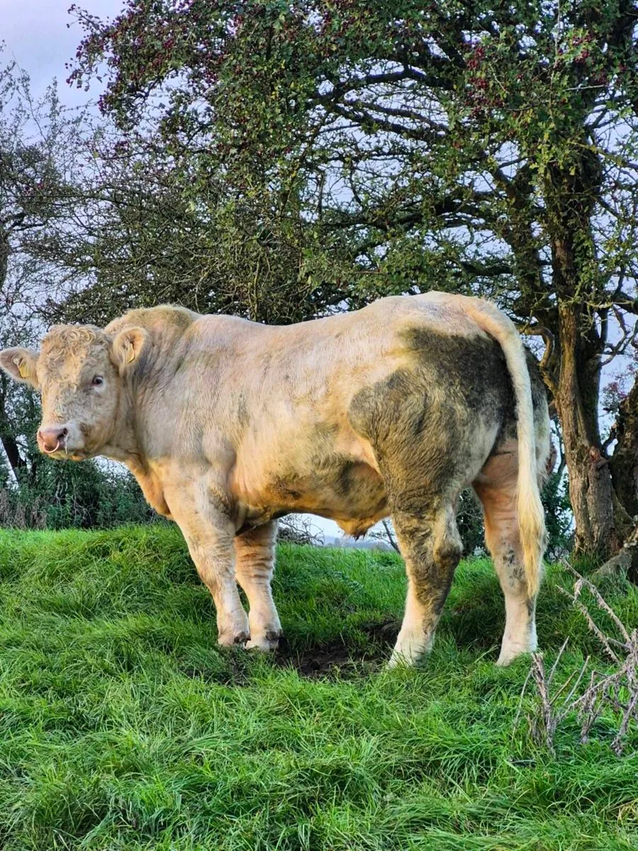Selection of Top Quality Charolais bulls - Image 2