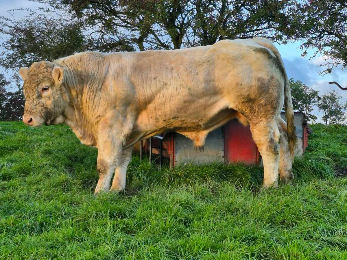 Selection of Top Quality Charolais bulls - Image 3