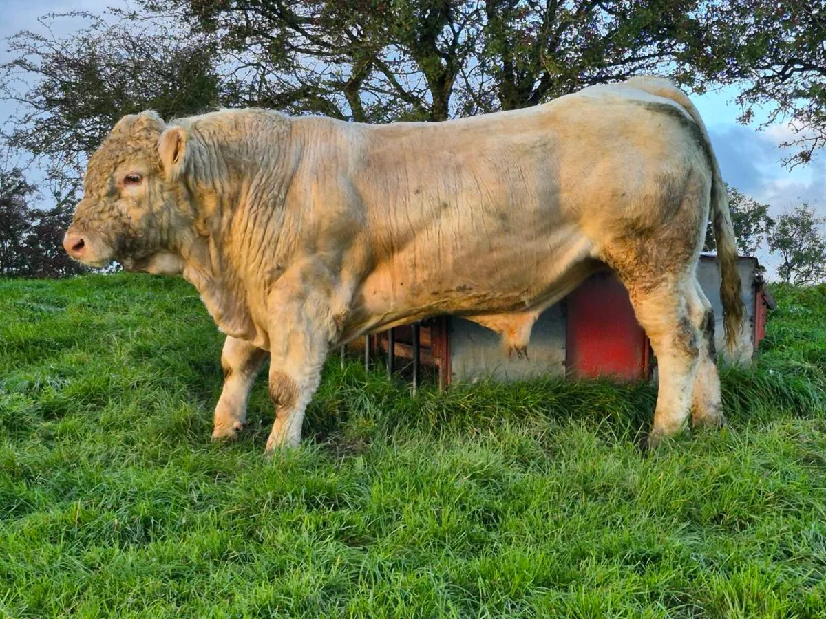 Selection of Top Quality Charolais bulls - Image 4