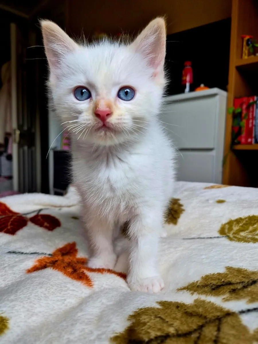 ragdoll kitten - Image 1