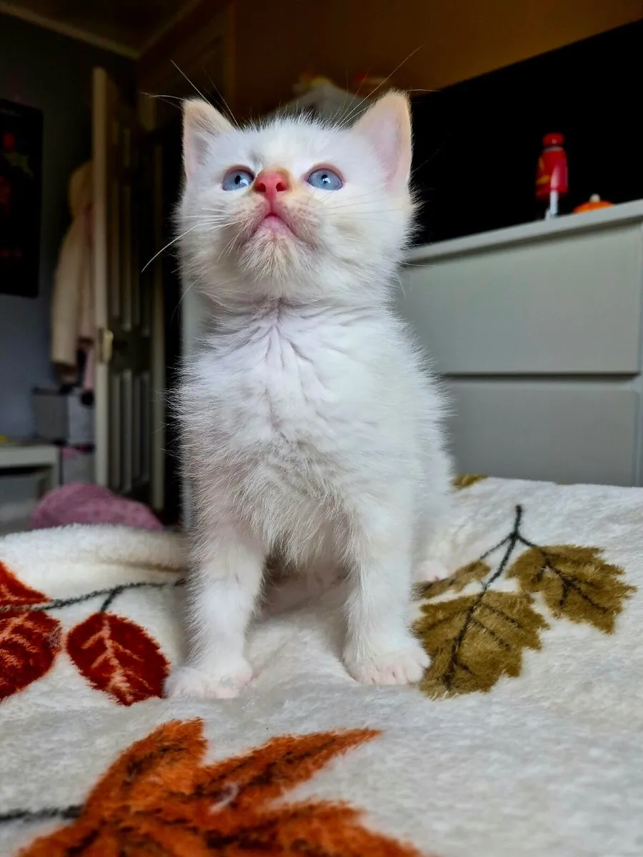 ragdoll kitten - Image 2