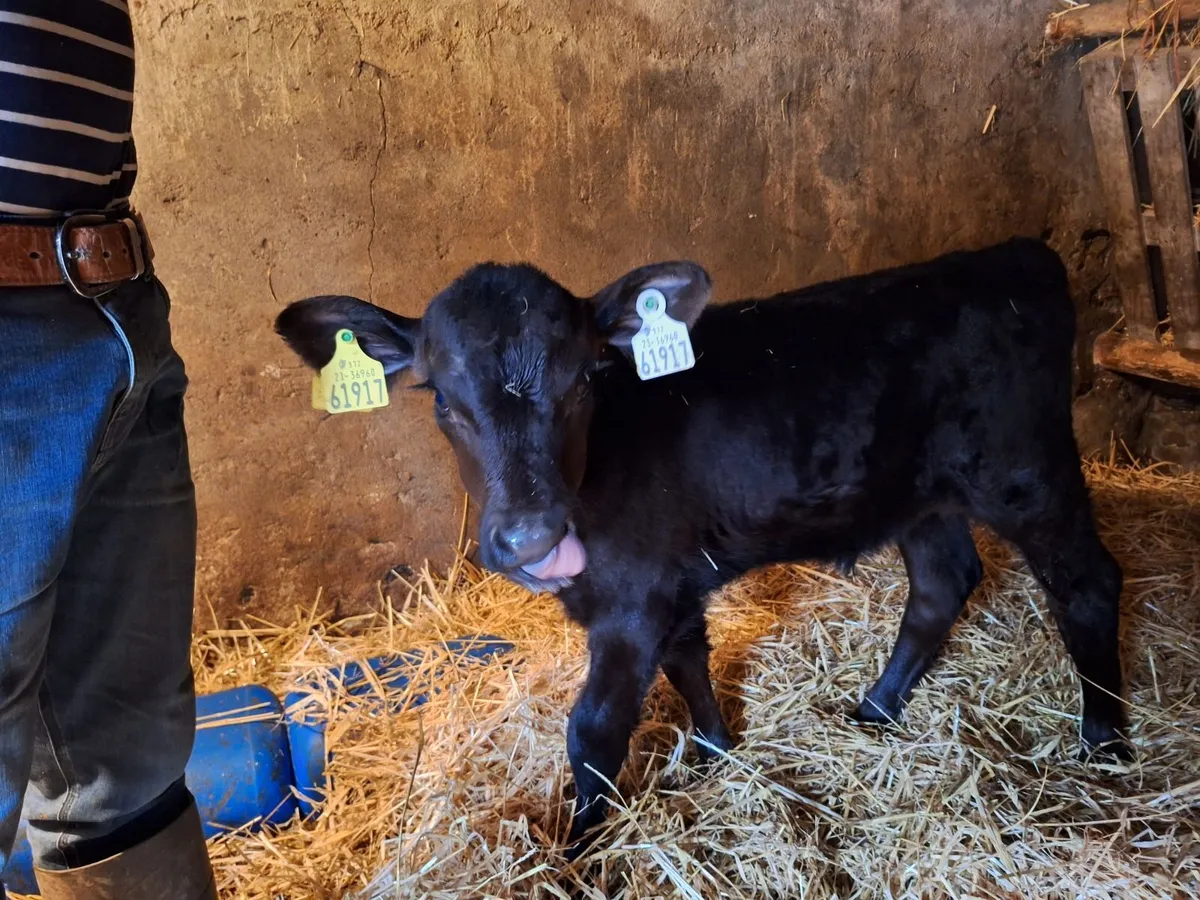 Calves - Image 3