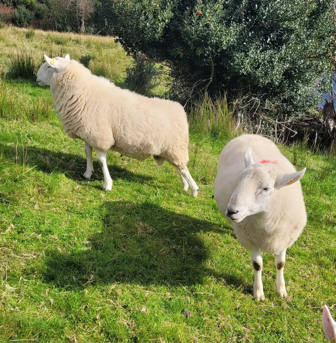 Cheviot and Mayo Blackface Rams - Image 1
