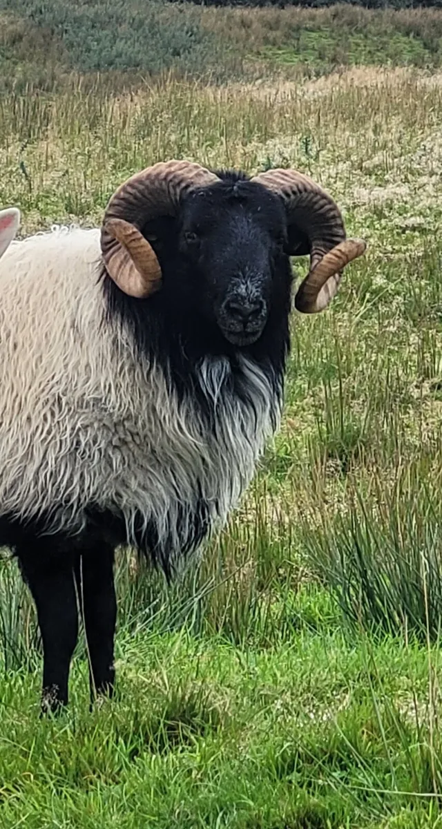 Cheviot and Mayo Blackface Rams - Image 3