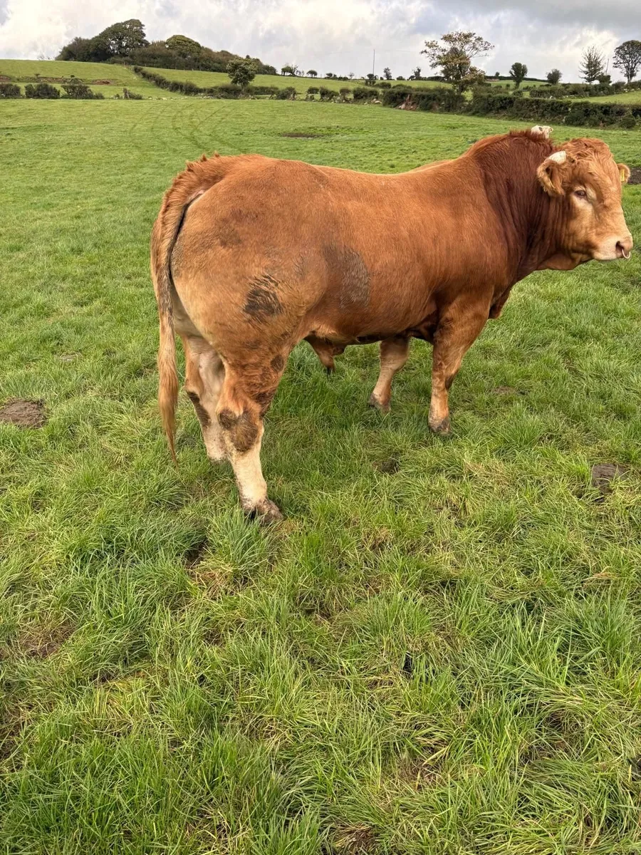 Pedigree Limousin Bull