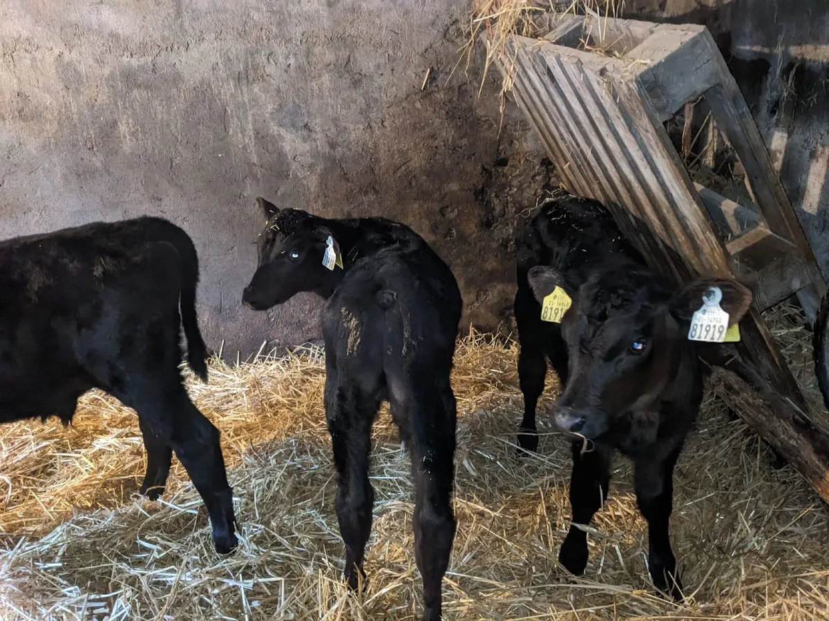 Calves - Image 2