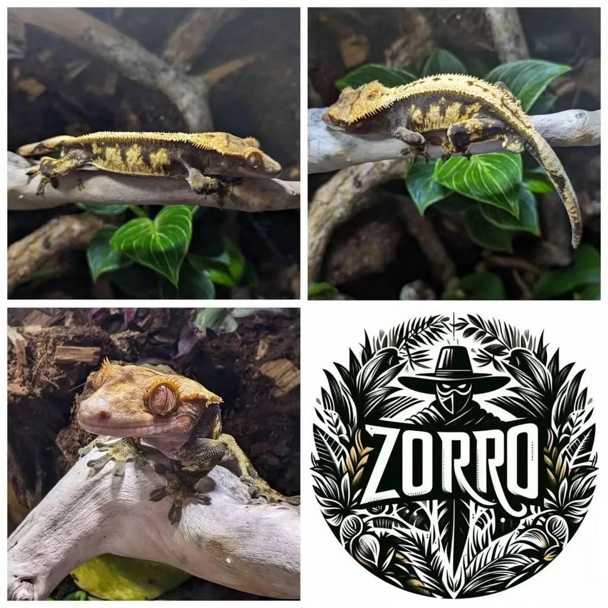 Crested Gecko - Image 4