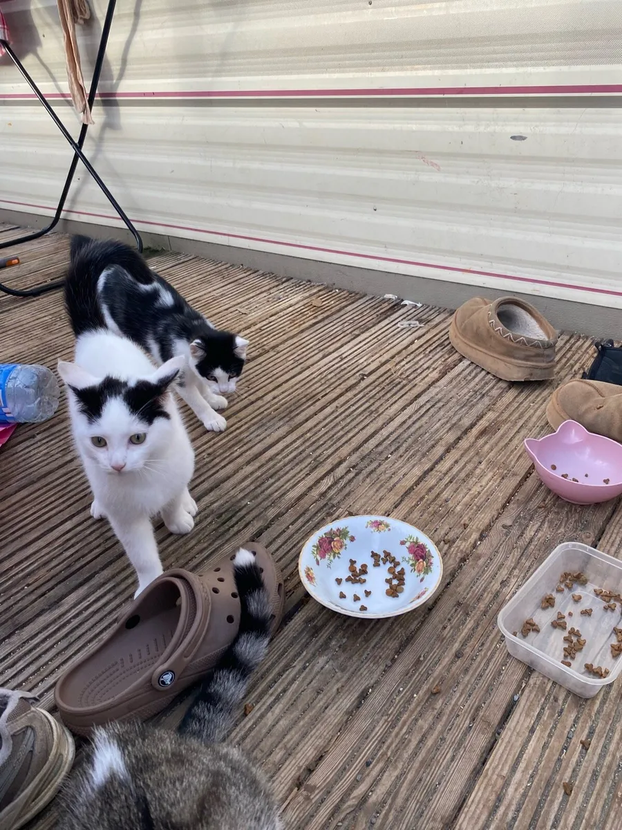Kittens - Image 3