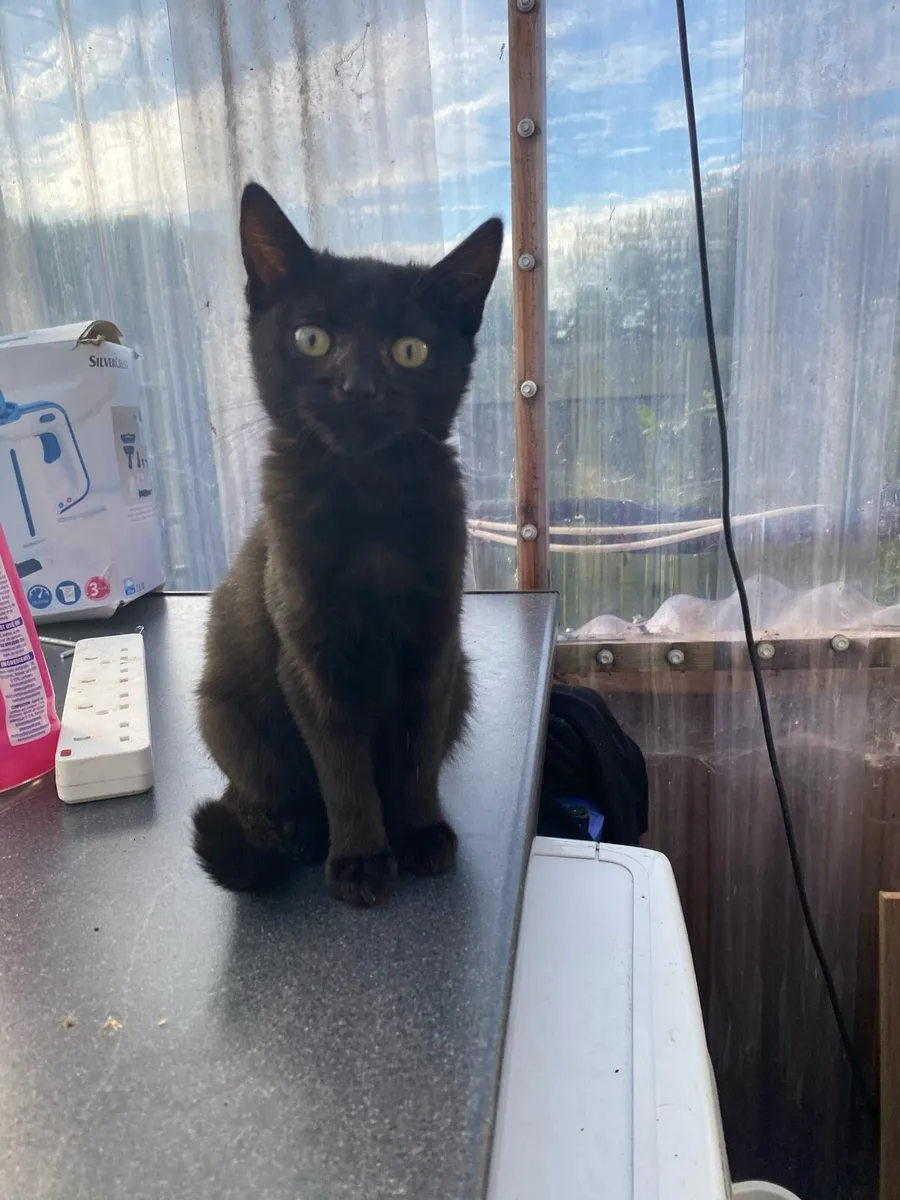Kittens - Image 4
