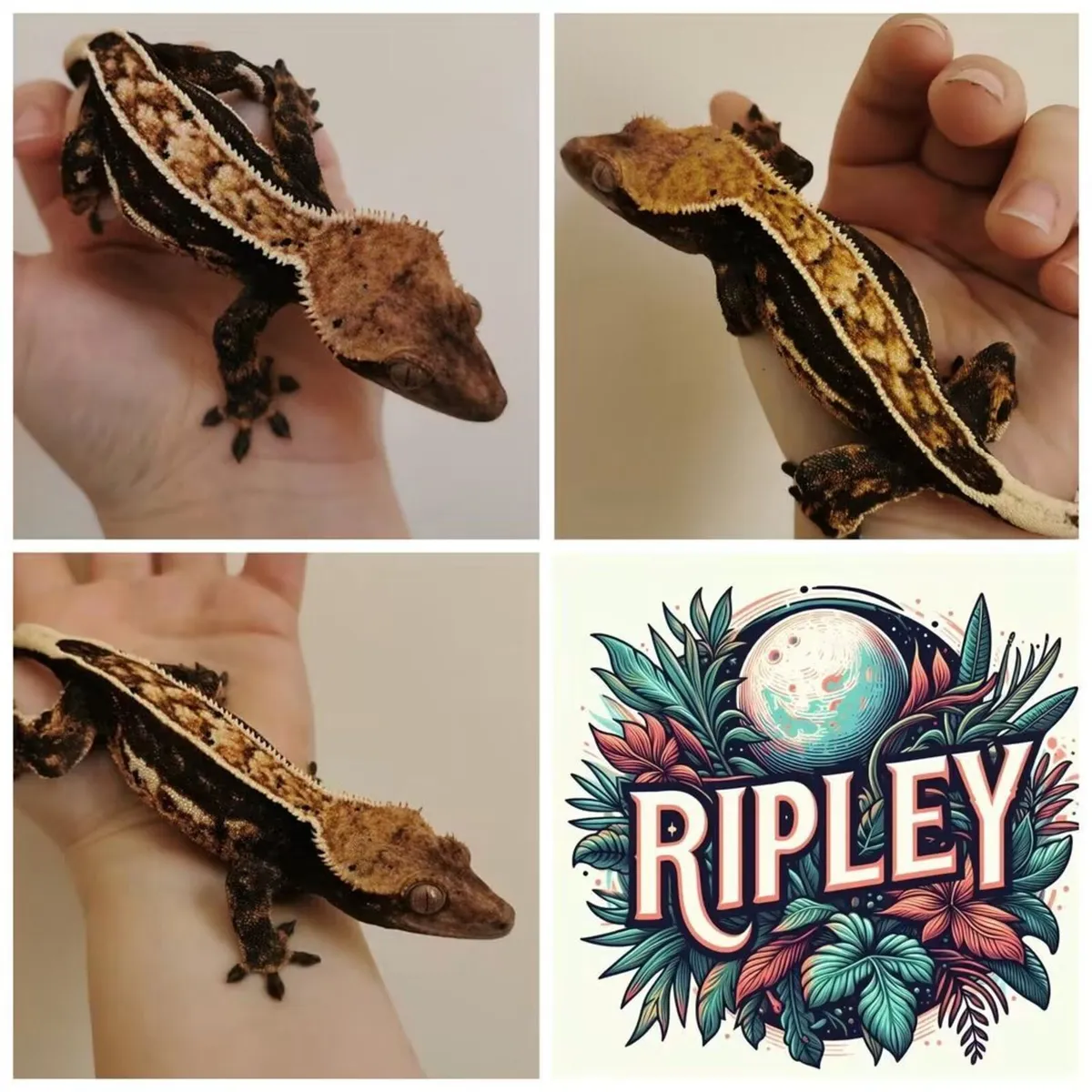 Crested Gecko - Image 3