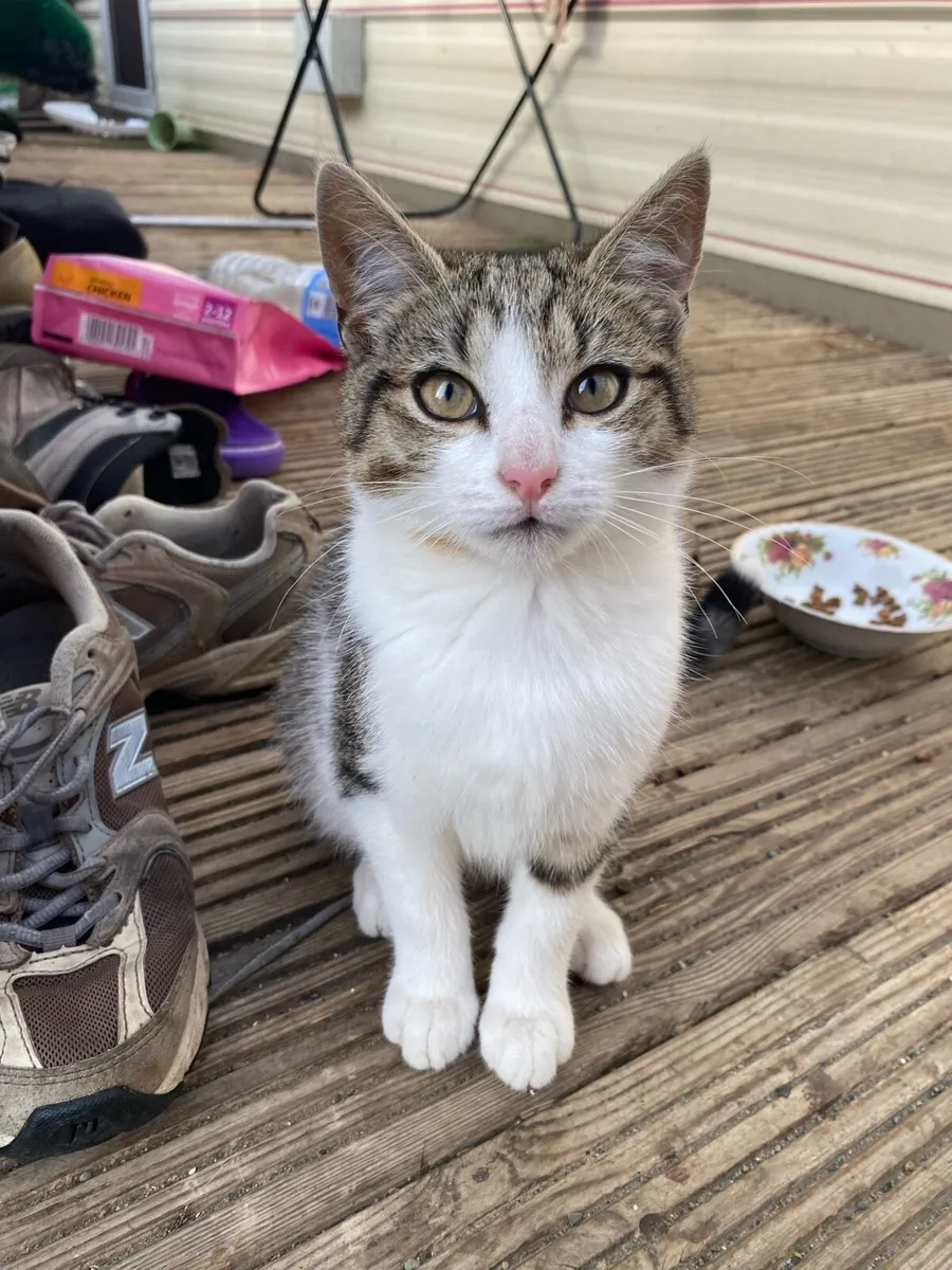 Kittens - Image 1