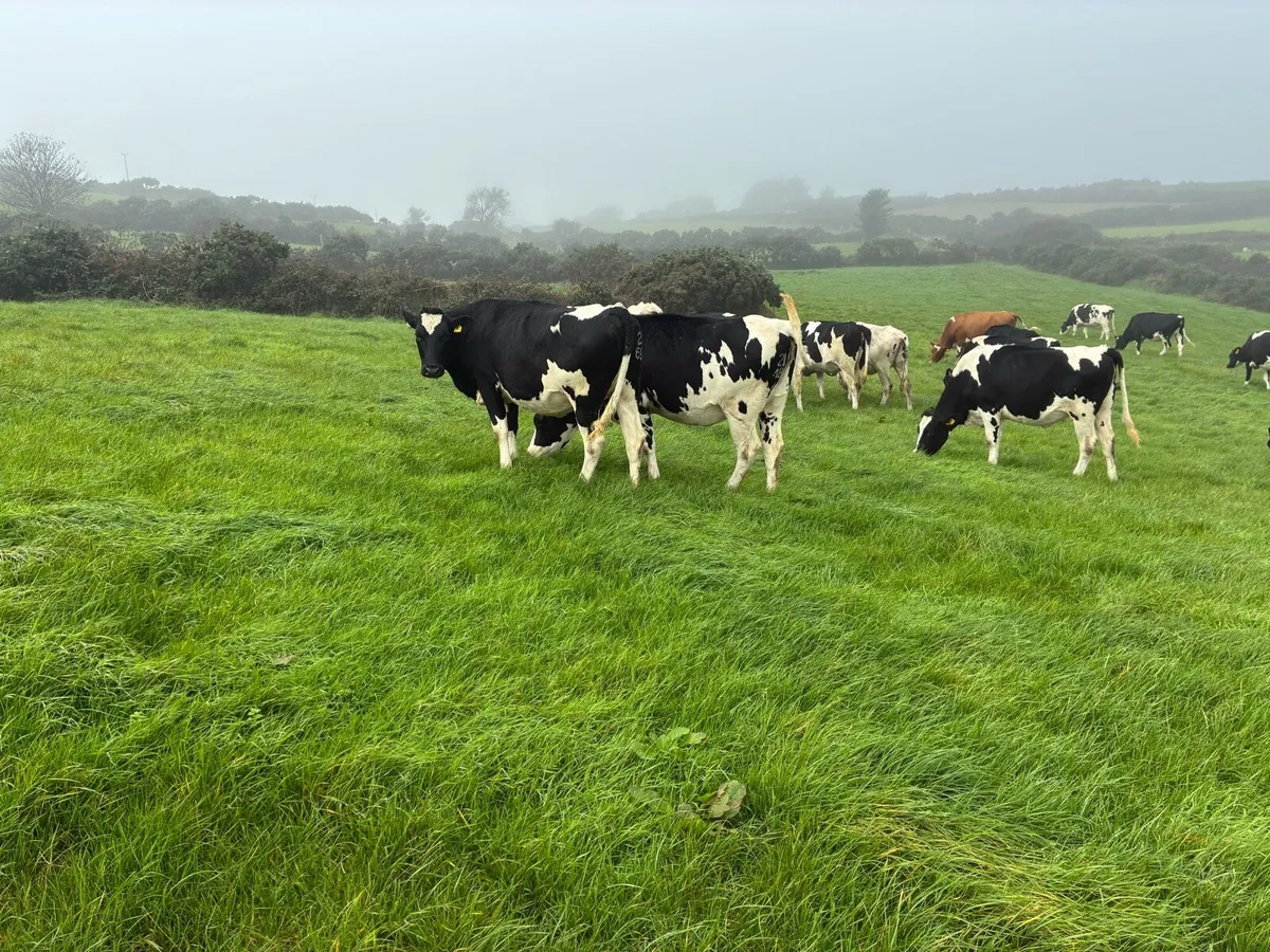Holstein friesian heifers - Image 2