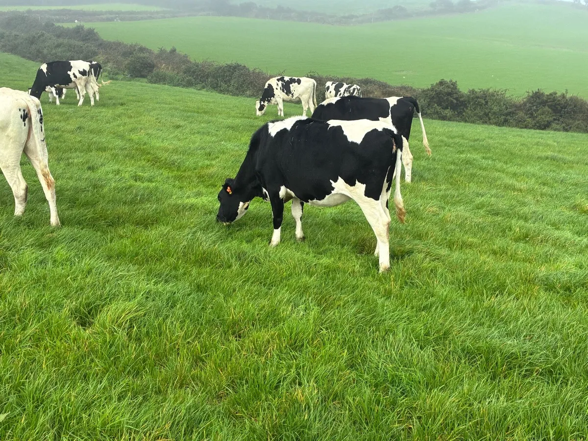 Holstein friesian heifers - Image 4
