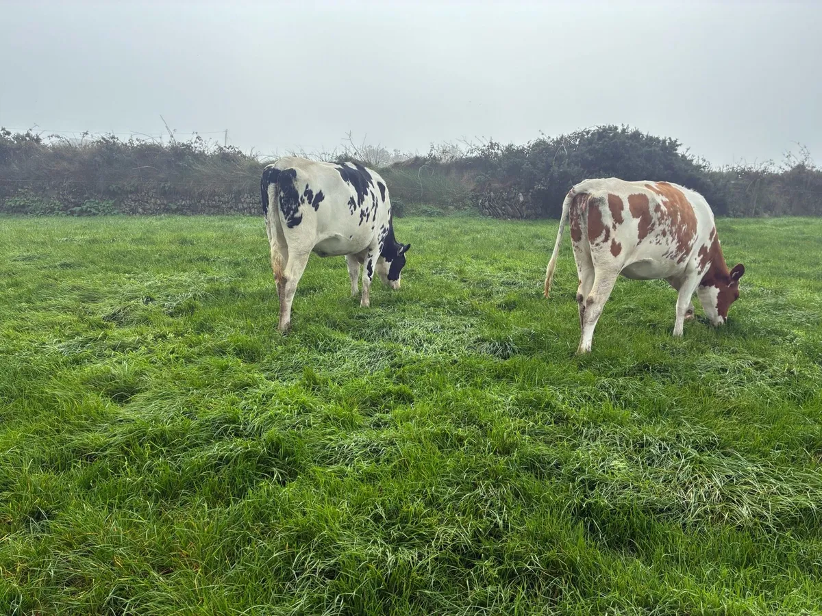 Holstein friesian heifers - Image 3
