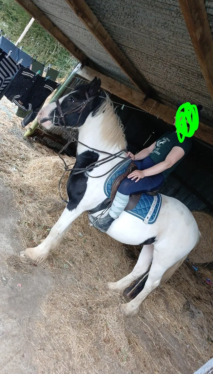 Jerry 4yr old cob x super potential in every way - Image 3