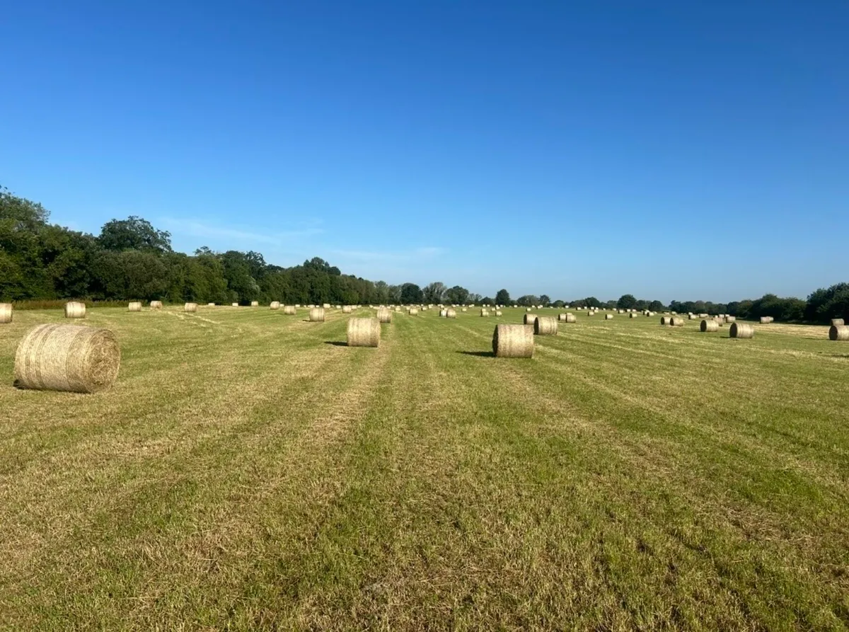 Hay - Image 1