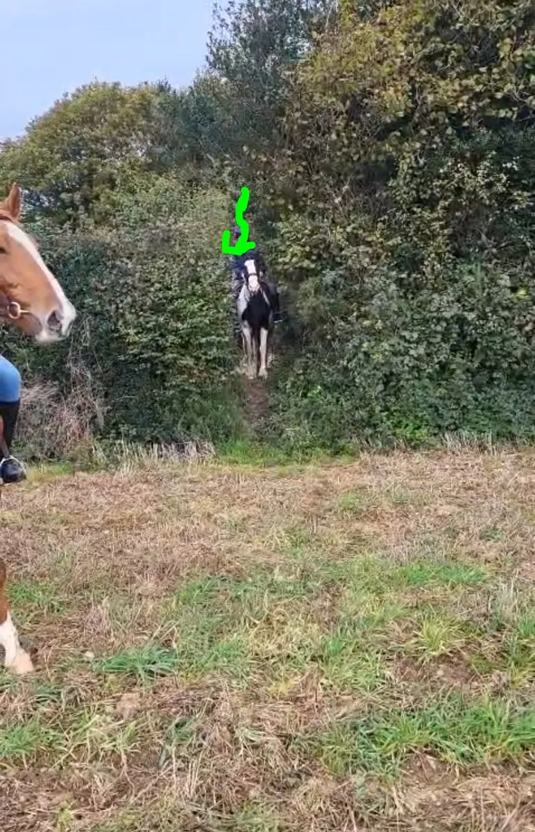 Jerry 4yr old cob x super potential in every way - Image 4